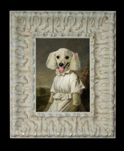 Poodle with Tongue out