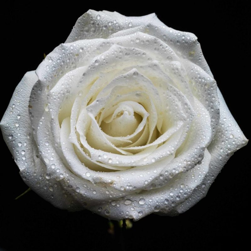 Flowers joao carlos fotografo photography new york lisboa