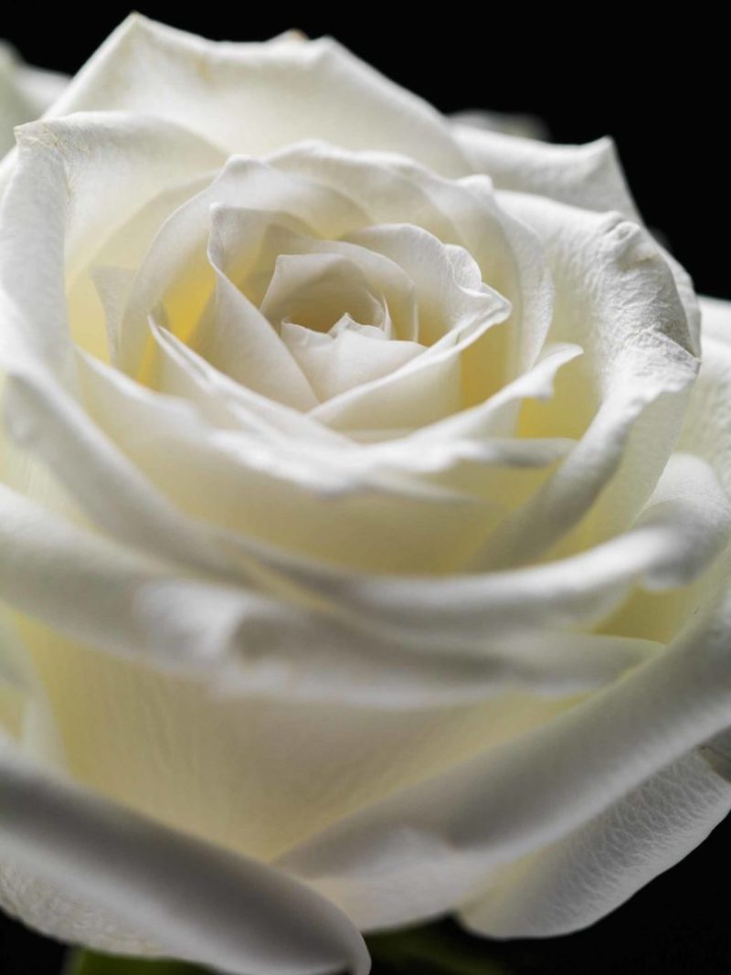 Flowers joao carlos fotografo photography new york lisboa