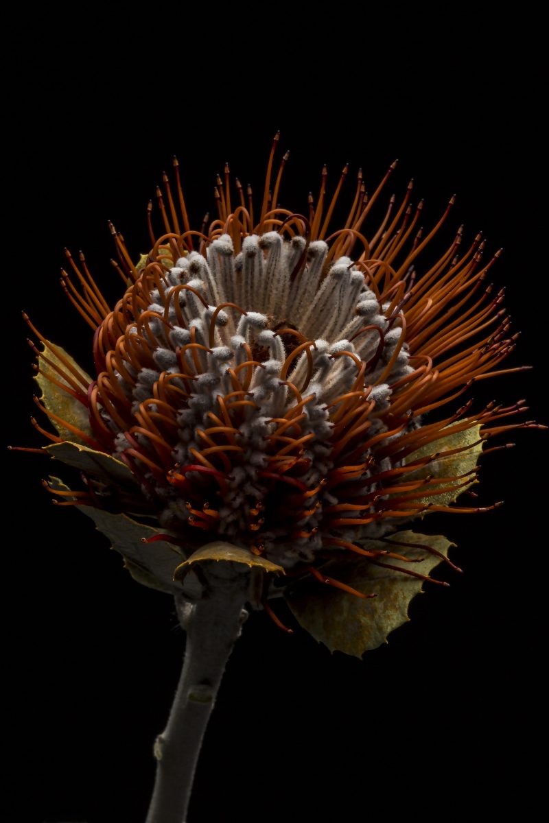 joao carlos photo fotografia videographer realizador new york lisboa